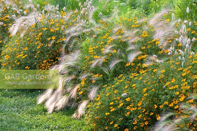 Fleurs se balançant de Hordeum jubatum à côté de Tagetes tenuifolia