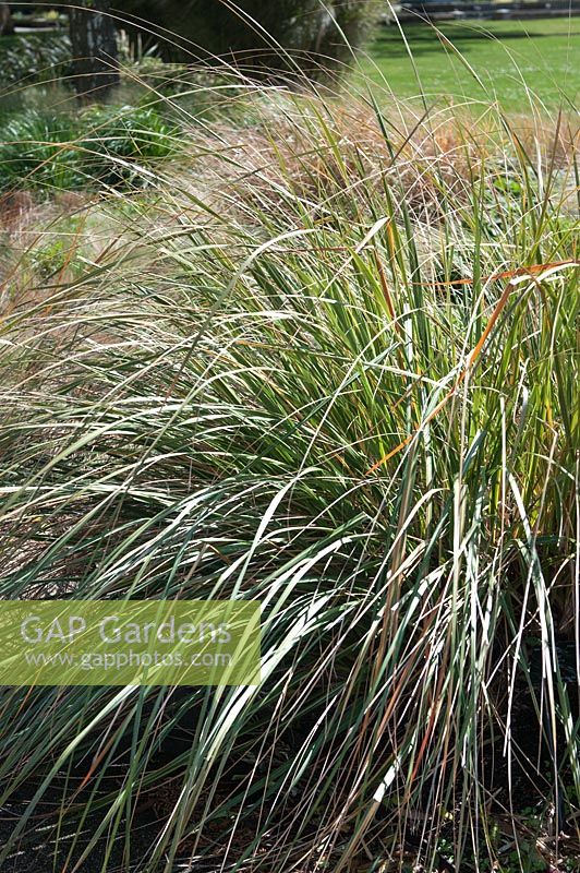 Cortaderia richardii - Austroderia richardii