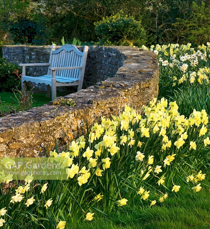 Narcisse 'Binkie' et 'Barleythorpe' au printemps longeant un mur de pierre
