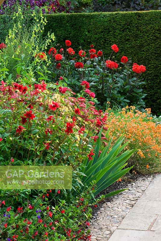 Lanhydrock jardin parterre de fleurs chaudes avec Salvia 'Cerro Potosi' Dahlia 'Robin Ragged et Dahlia' Grenadier ''