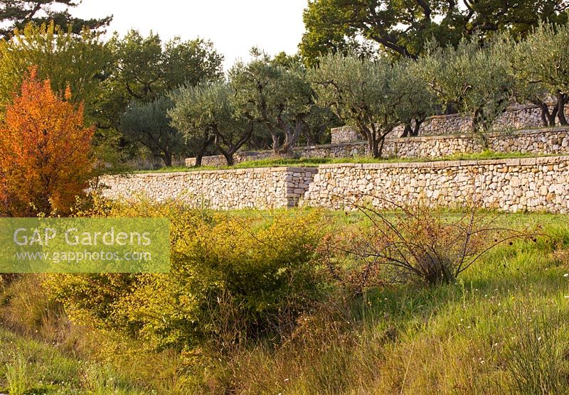 Terrasses d'oliviers. Provence, France, Domaine de la Verriere