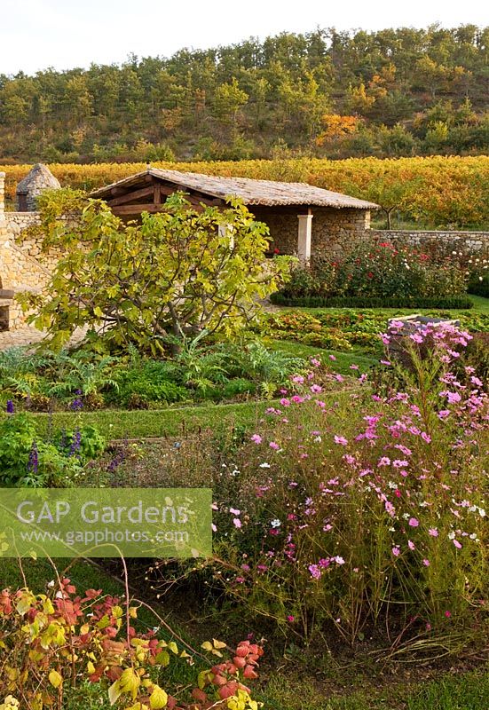 Vignobles et potager clos de murs plantés de figues et de cosmos. Provence, France, Domaine de la Verriere