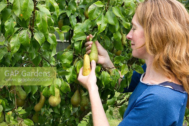 Lady picking pears, pear 'Conférence'