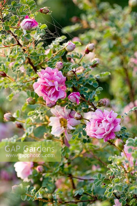 Rosa pimpinellifolia 'Rose marbré'