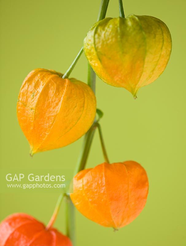 Physalis Alkekengi - lanterne chinoise - gros plan des gousses de graines d'orange