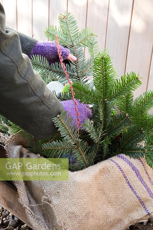 Protection hivernale. Ajout de boutures d'arbres de Noël comme pare-vent et isolation thermique.