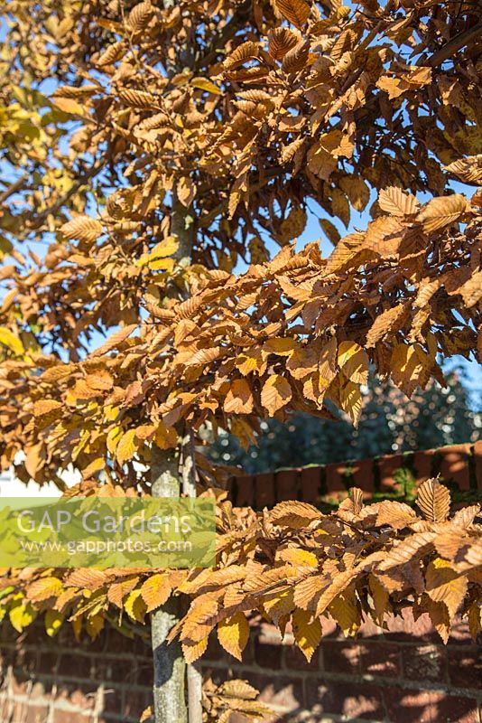 Carpinus - charme de pêche avec des feuilles d'automne