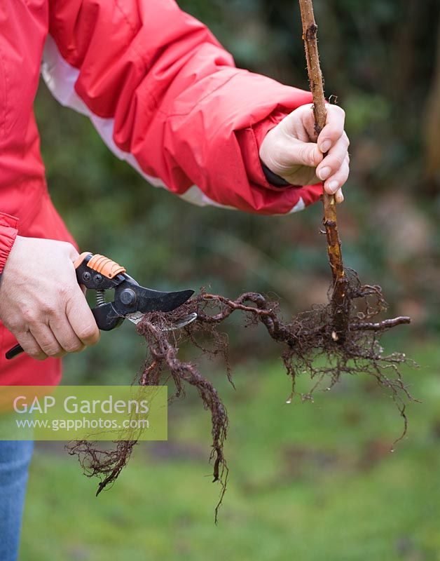 Planter un arbuste à fruit de canne framboise - couper les longues racines pour encourager les racines à pousser rapidement