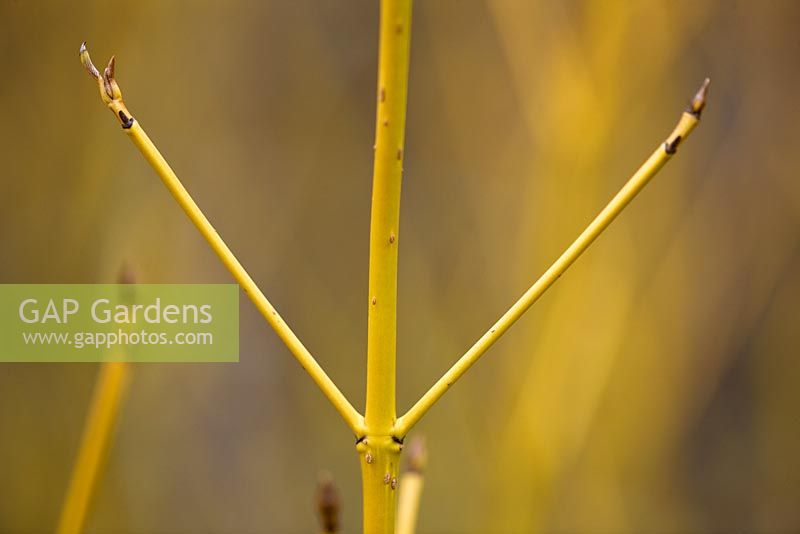 Cornus Sericea 'Budd's yellow' Écorce d'hiver jaune