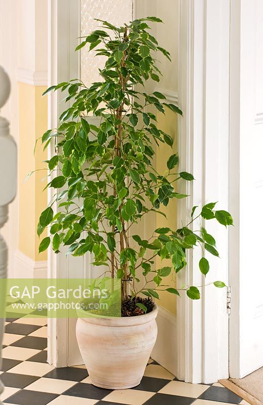 Pot en terre cuite planté de figues pleureuses - Ficus benjamina 'Starlight' dans le couloir