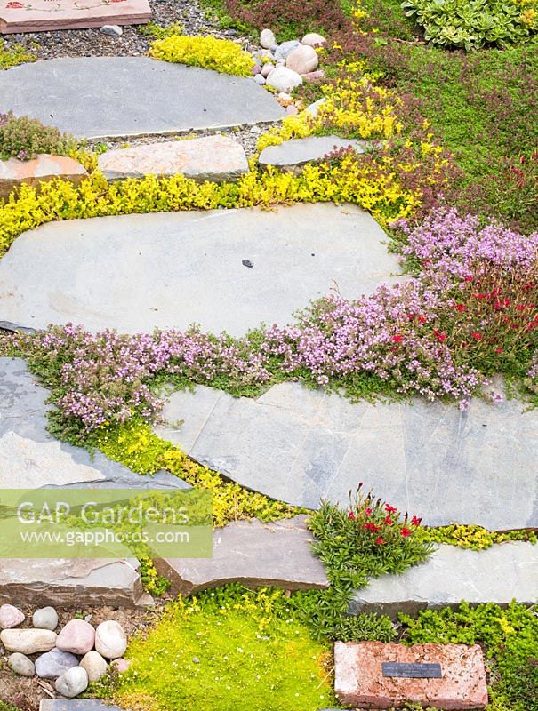 Chemin pavé avec Thymus praecox 'Coccineus', Sedum acre, Dianthus, Sagina