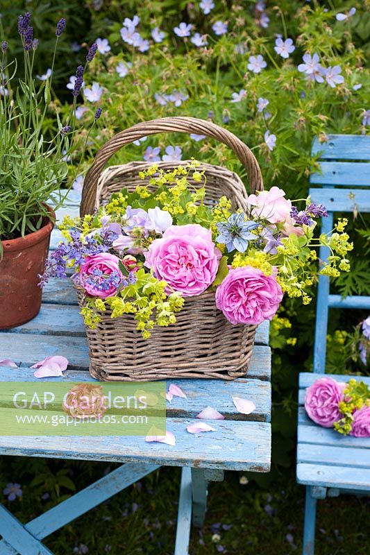 Trug de roses roses, achemilla mollis et nigella