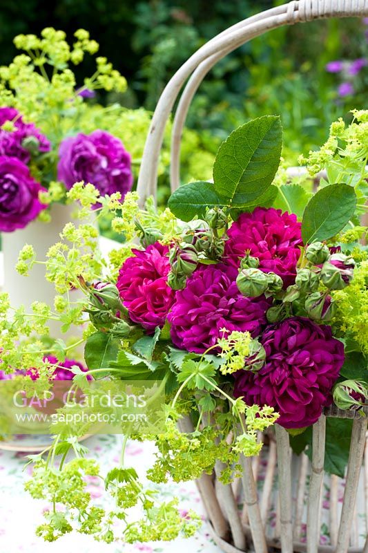 Bouquet de roses avec achemilla moliis dans un panier