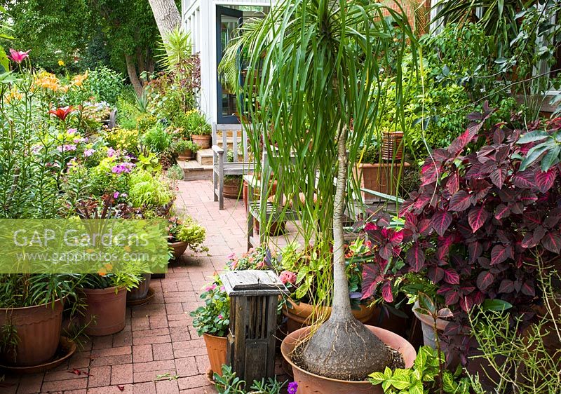 Patio avec plantation en pot. Les plantes comprennent Nolina recurvata, Iresine, Lilium et Impatiens