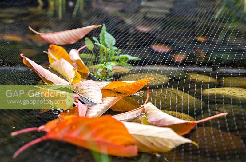 Filet d'étang capturant les feuilles automnales tombées