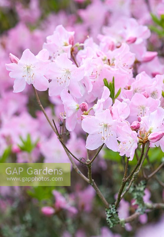 Rhododendron schlippenbachii - azalée royale