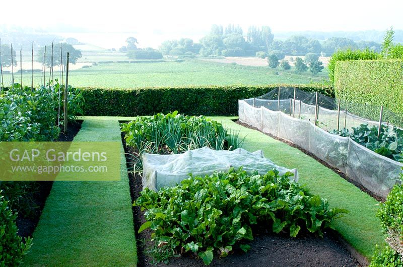 Jardin potager avec des bordures de légumes contenant de la betterave, des carottes - poussant sous une toison protectrice - et des oignons, des haricots et du chou avec vue rurale sur Cheshire au-delà