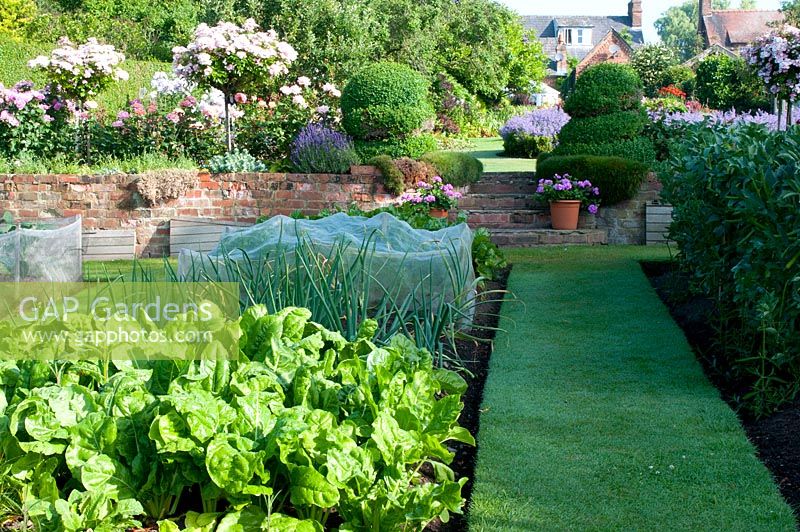 Oignons, épinards et haricots perpétuels en bordure de légumes avec topiaire en spirale Buxus, bordure végétale en brique surélevée Rosa et marches menant au jardin de fleurs et à la maison au-delà