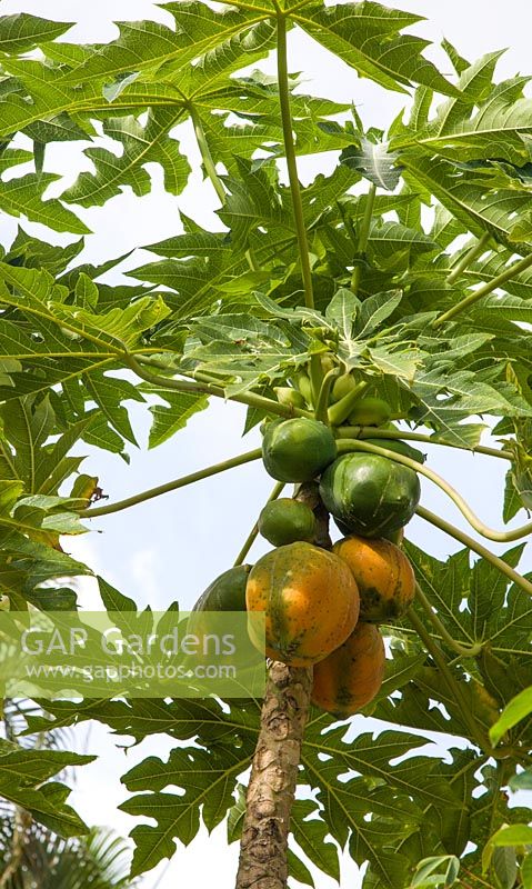 Carica papaya 'TRHovey'