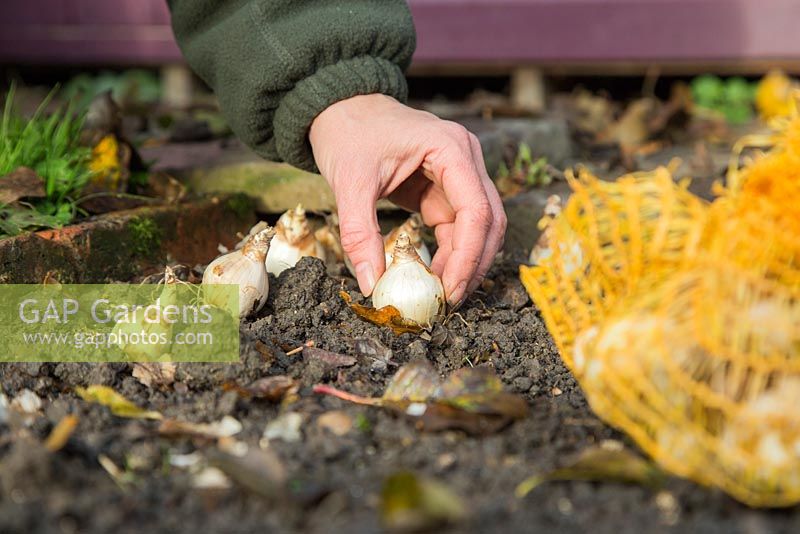 Organisation des bulbes de Narcisse 'Tete-a-Tete' prêts à être plantés