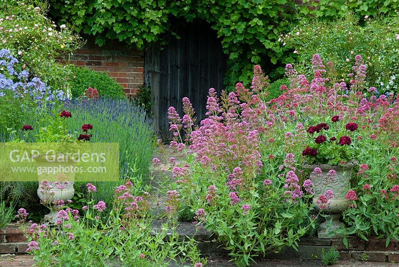 Centranthus ruber - Valériane, Pelargoniums dans des urnes en pierre. Porte en bois dans jardin clos de murs avec Vitis - vigne, Rosa 'La Fée' comme standards, Campanule vivace, chemin pavé bordé de Lavandula - lavande en juillet. Suffolk