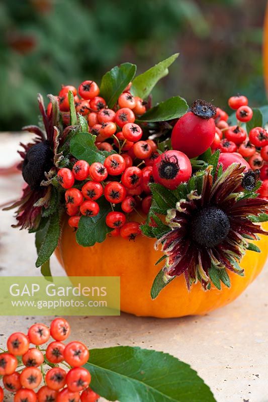 Petite courge utilisée comme pot pour la décoration florale d'automne - cynorhodons, baies de sorbus, Rudbeckia 'Cherry Brandy'