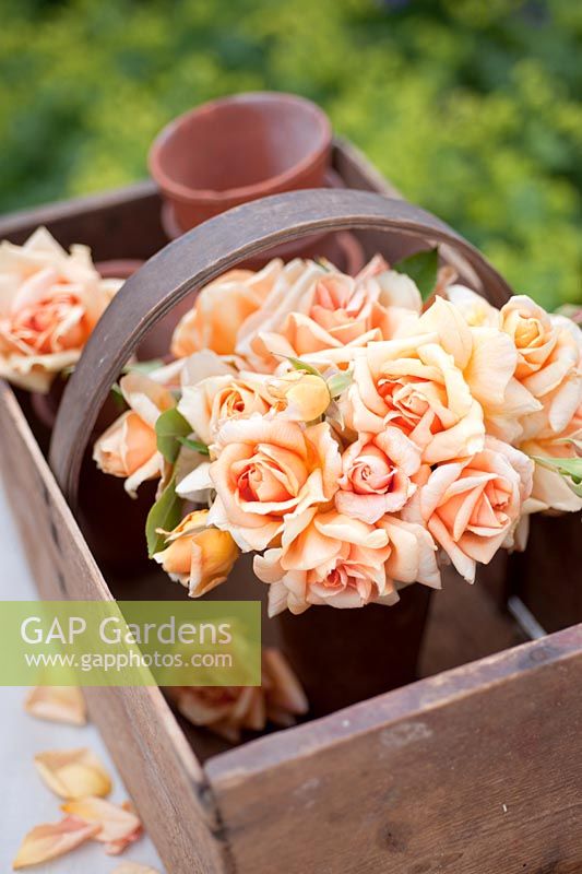 Roses dorées dans un vase en cuivre - Rosa 'Crespcule'