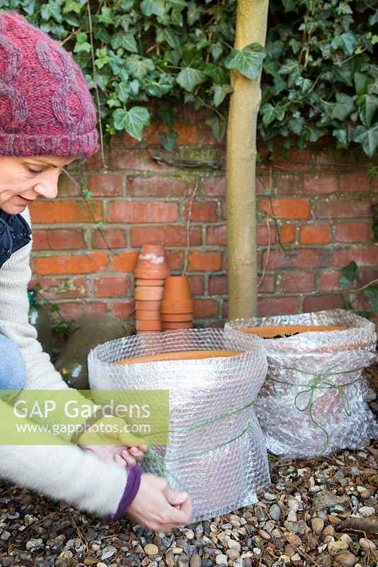 Protéger les pots vulnérables avec du papier bulle, pour éviter les dommages pendant l'hiver