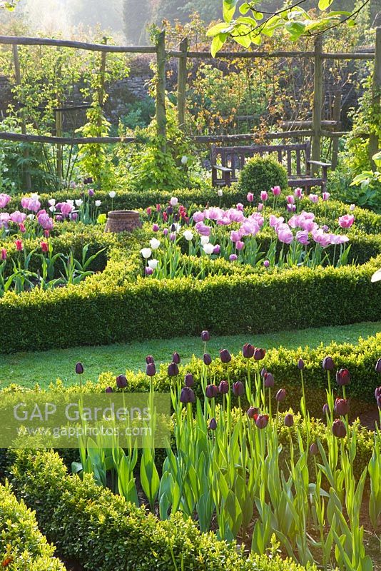 Jardin de la maison de Cerney. Le jardin de nœuds avec des parterres de fleurs et des tulipes.