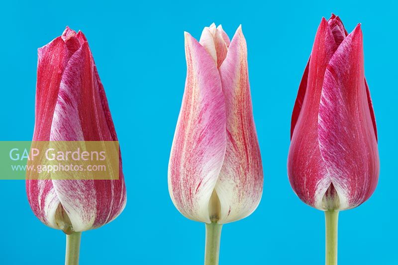 Tulipa 'Playtime '. Tulip Tulipe crème à fleurs de groupe Tulipe avec des marques roses variables qui s'assombrissent à mesure que la fleur vieillit