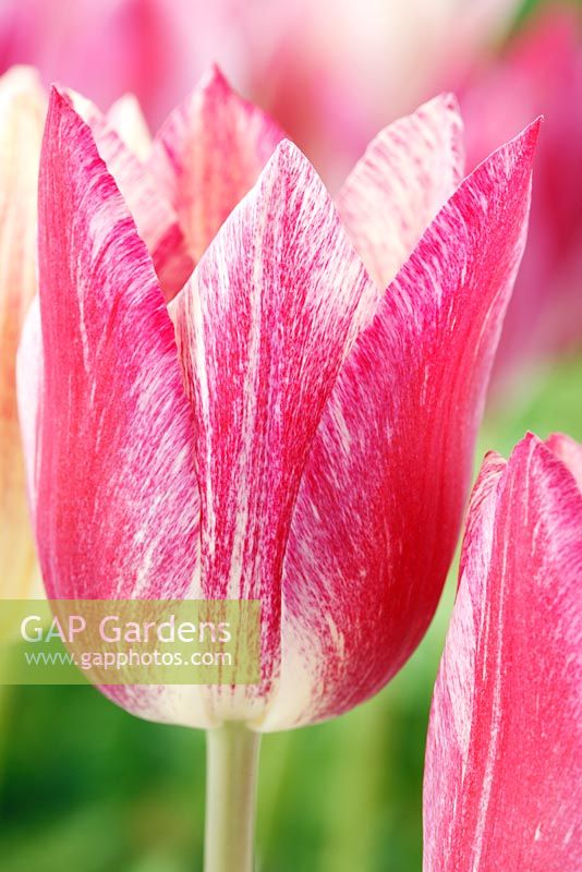 Tulipa 'Playtime '. Tulip Lily-flowered Group. Tulipe crème avec des marques roses variables qui s'assombrissent à mesure que la fleur vieillit