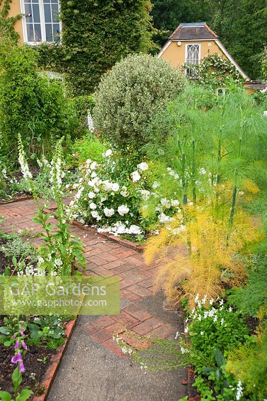 Jardin blanc avec chemin de béton incrusté de motifs de briques et de tapis de fleurs Rosa blanc Blanc = 'Noaschnee' autour d'un arbuste panaché topiarisé au centre, de digitales et de fenouil.