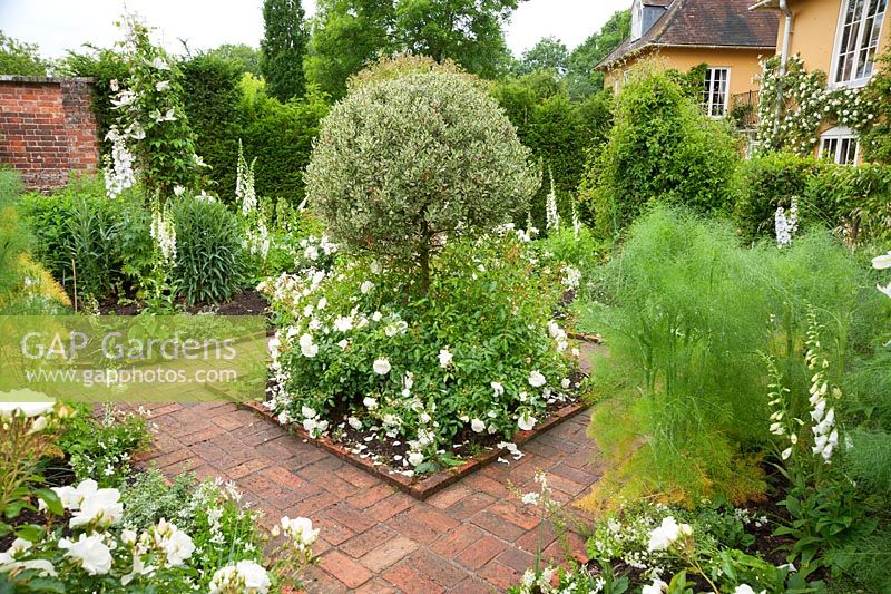 Jardin blanc avec chemin de béton incrusté de motifs de briques et de tapis de fleurs Rosa blanc Blanc = 'Noaschnee' autour d'un arbuste panaché topiarisé au centre et entouré de digitales, de delphiniums et de clématites