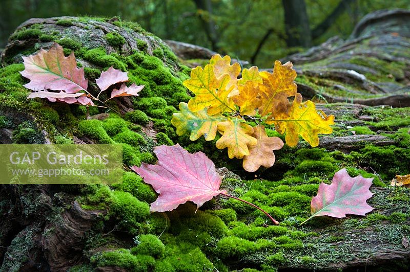 Feuilles colorées de Quercus rubra, Quercus robur et Acer platanoides sur l'arbre abattu avec une mousse dans la forêt