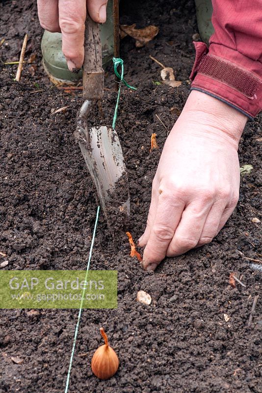 Planter des échalotes. Étape 2 Utilisez une truelle et une plante pour que les sommets dépassent du sol