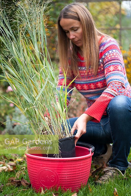 Femme plantant Panicum virgatum 'Heavy metal '. Préparation de jeunes plants dans des pots en plastique pour les planter en parterre de fleurs en les trempant pendant une heure dans l'eau pour rafraîchir les racines