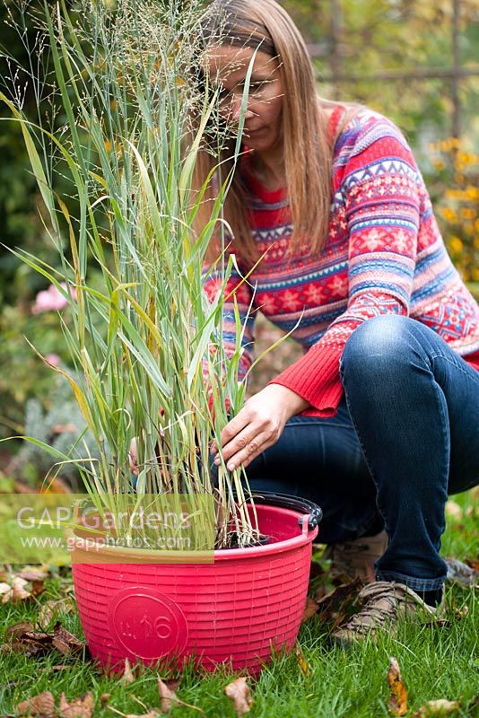Femme plantant Panicum virgatum 'Heavy metal '. Préparation de jeunes plants dans des pots en plastique pour les planter en parterre de fleurs en les trempant pendant une heure dans l'eau pour rafraîchir les racines