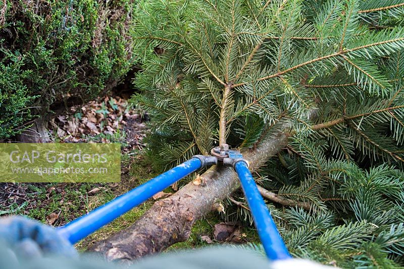 Recyclage d'un arbre de Noël pour le compost. Enlever les branches de l'arbre de Noël avec des élagueurs