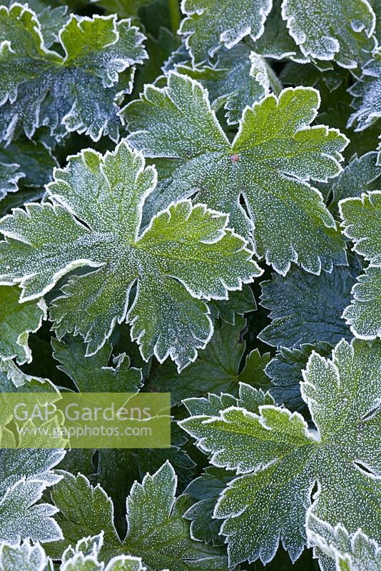 Geranium x oxonianum 'Claridge Drunce' avec givre