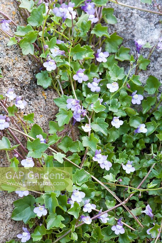 Cymbalaria pallida