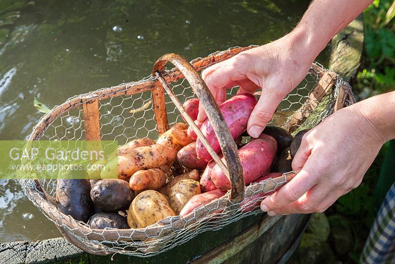 Mains tenant un panier en bois et fil avec une variété de pommes de terre fraîchement lavées, Solanum tuberosum