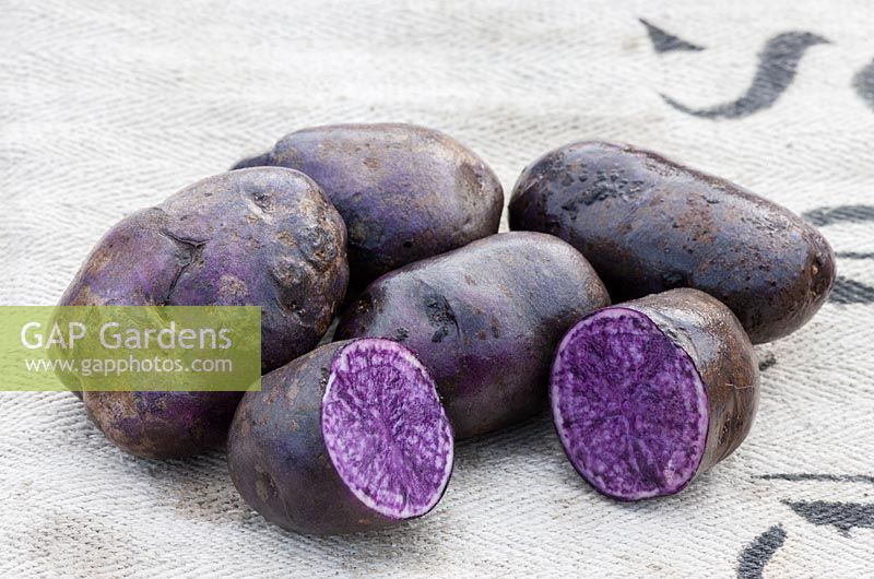 Un affichage d'une variété de pomme de terre violet très foncé sur un sac de pommes de terre. Solanum tuberosum 'Blauer Schwede'
