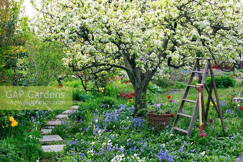 Jardin de printemps avec vieux poirier en fleur. Échelle en bois, panier et bêche de jardin entourés de plantations de tulipes, hosta, jacinthes et narcisses