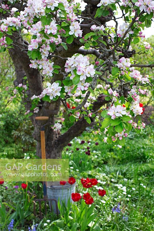 Jardin de printemps avec de vieux arbres fruitiers en fleurs, seau et fourche de jardin