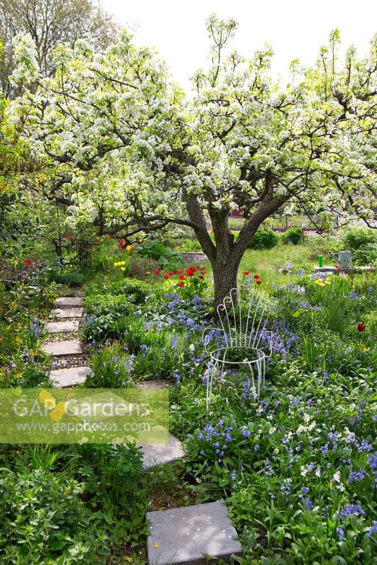 Jardin de printemps avec de vieux arbres fruitiers en fleurs et chemin en pierre de gué