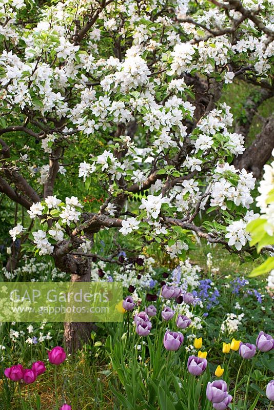 Jardin de printemps avec de vieux arbres fruitiers en fleurs, tulipes et jacinthes