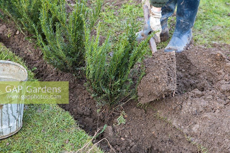 Planter des ifs à racines nues dans une tranchée.