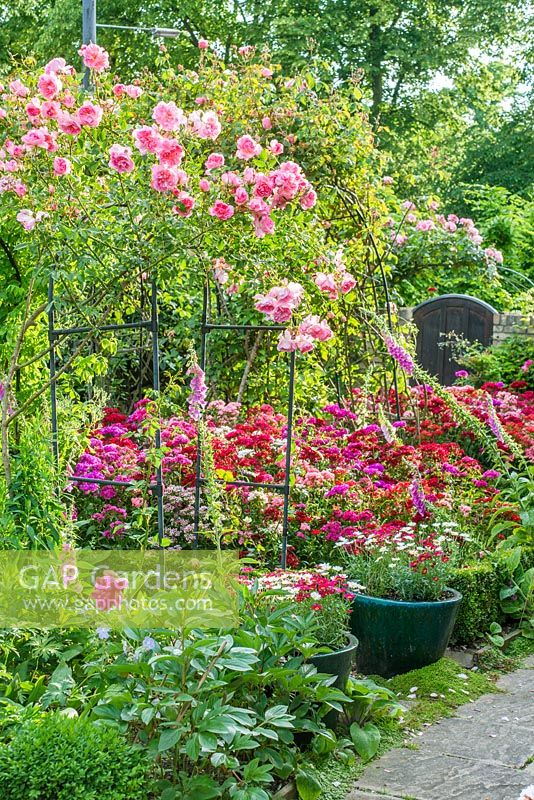 Vue du jardin de la ville formelle avec Buxus - Bordure de boîte, Roses poussant sur des arches sur des chemins. Pivoines, Dianthus - Sweet Williams et Digitalis - Foxgloves