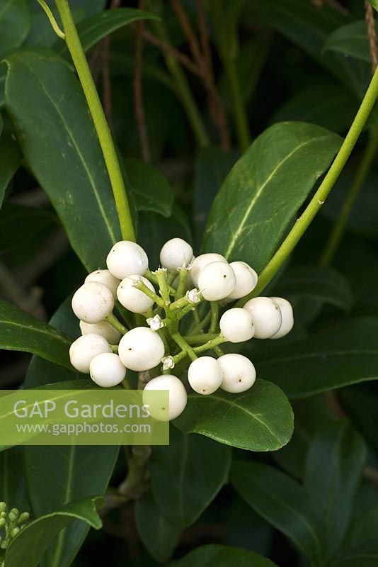 Skimmia japonica 'Carberry' - un arbuste nain à feuilles persistantes, touffu, aux feuilles vert foncé aromatique. Les fleurs blanches apparaissent au milieu ou à la fin du printemps, suivies de baies blanches.