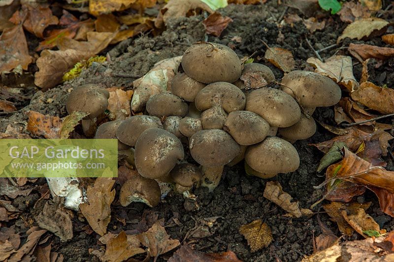 Lyophyllum decastes, champignon en forme de dôme en grappe sur le plancher boisé